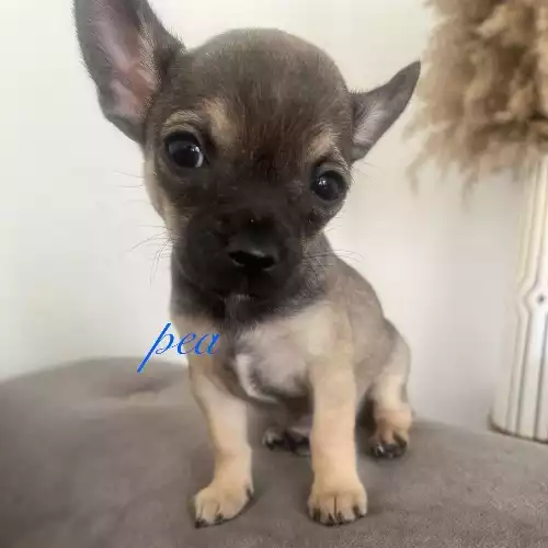 Chihuahua puppies and dogs for sale in the UK Petify