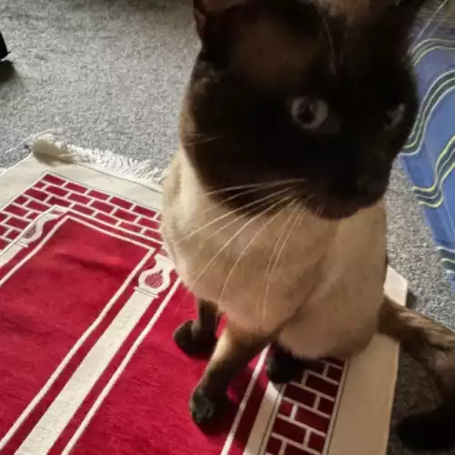 Siamese Cat For Adoption in Leicester, Leicestershire, England