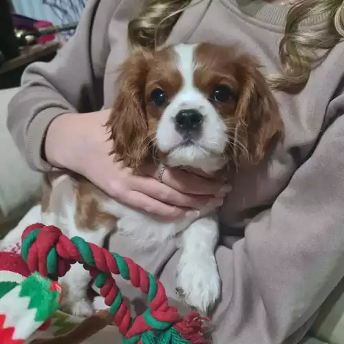 Cavalier King Charles Spaniel Dog For Sale in Colwyn Bay / Bae Colwyn, Clwyd