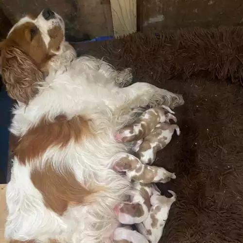 Cavalier King Charles Spaniel Dog For Sale in Colwyn Bay / Bae Colwyn, Clwyd