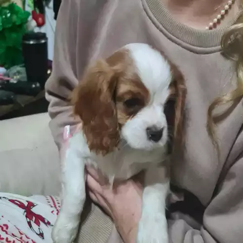 Cavalier King Charles Spaniel Dog For Sale in Colwyn Bay / Bae Colwyn, Clwyd