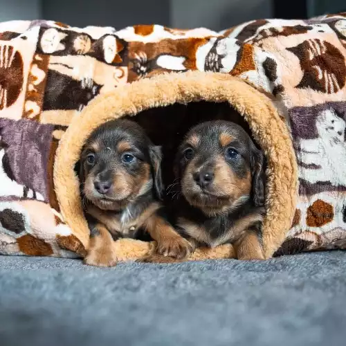 Miniature Dachshund Dog For Sale in Wigston Magna, Leicestershire