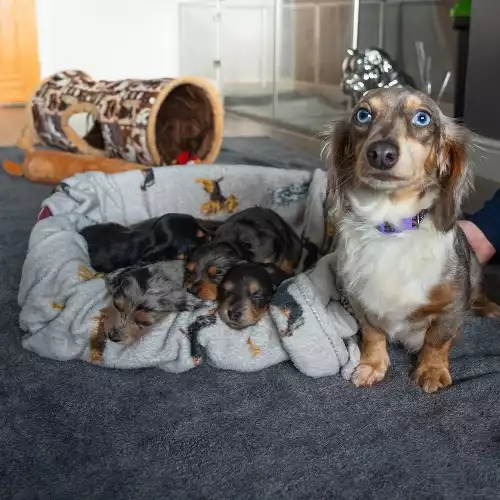 Miniature Dachshund Dog For Sale in Wigston Magna, Leicestershire