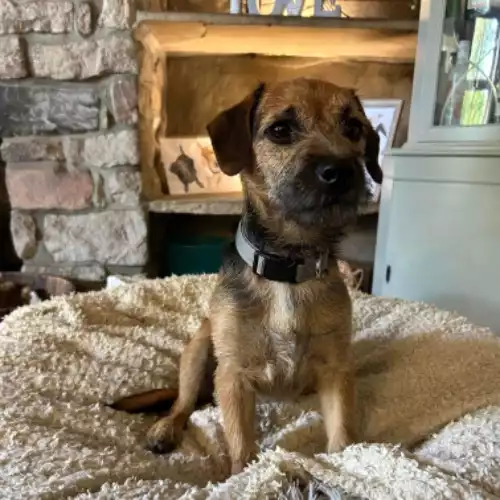 Border Terrier Dog For Adoption in Skipton, North Yorkshire