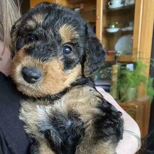 Airedale Terrier Dog For Sale in Edinburgh