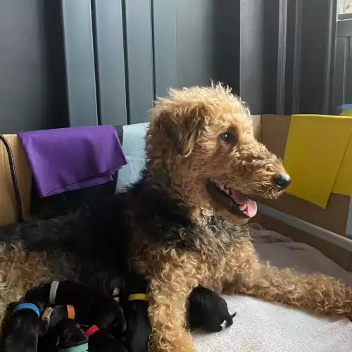 Airedale Terrier Dog For Sale in Edinburgh