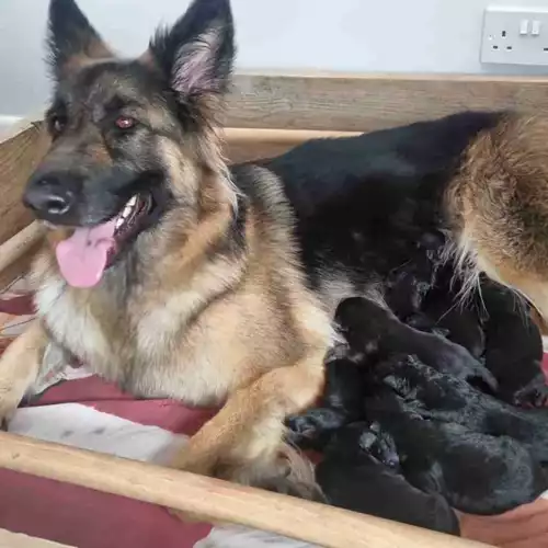 German Shepherd Dog For Sale in Blackpool