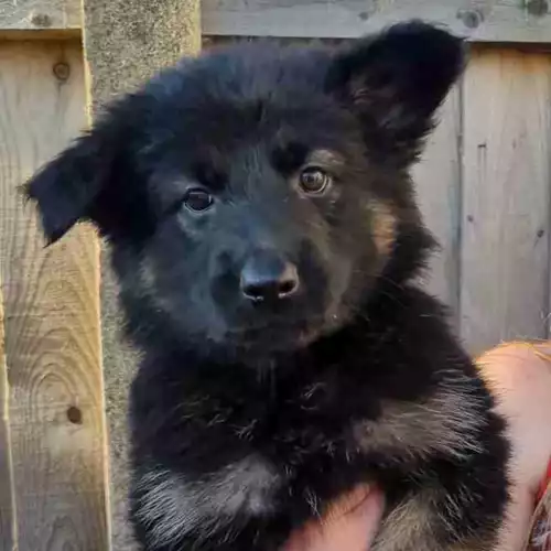 German Shepherd Dog For Sale in Blackpool