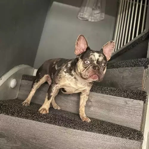 French Bulldog Dog For Adoption in Halesowen, West Midlands