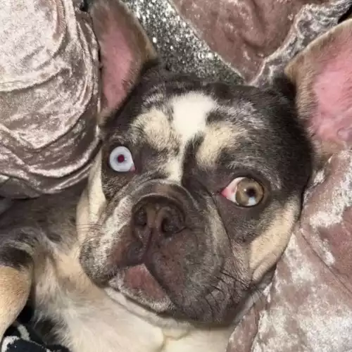 French Bulldog Dog For Adoption in Halesowen, West Midlands