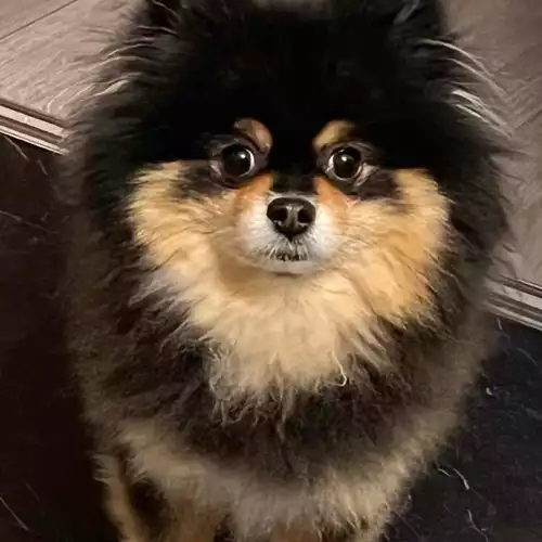 Pomeranian Dog For Adoption in Manchester