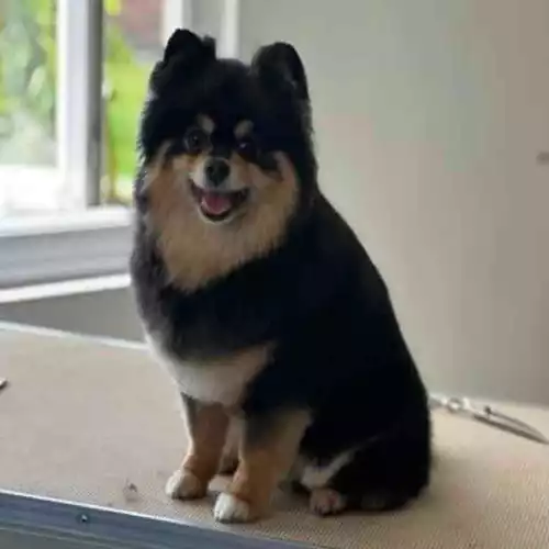 Pomeranian Dog For Adoption in Manchester