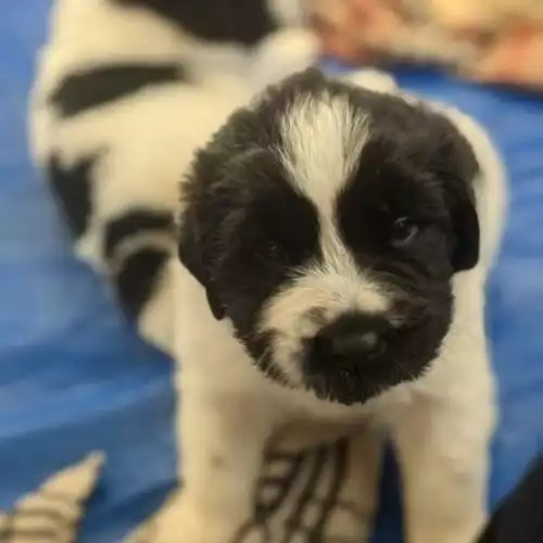 Newfoundland Dog For Sale in Kingston upon Hull