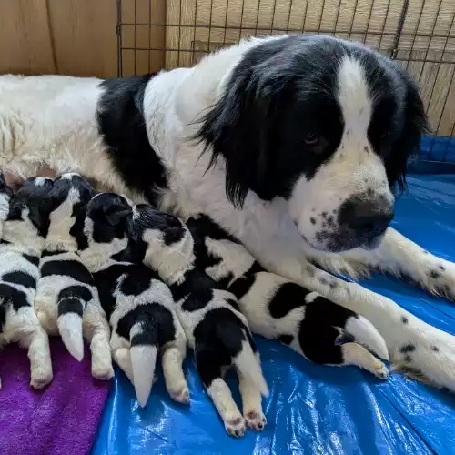 Newfoundland Dog For Sale in Kingston upon Hull