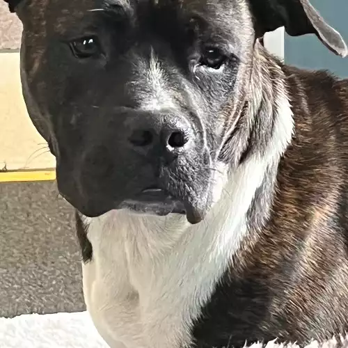 Staffordshire Bull Terrier Dog For Adoption in Exeter