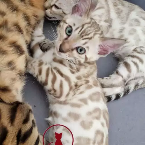 Bengal Cat For Sale in Leicester, Leicestershire, England