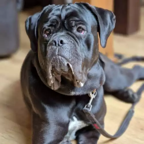 Cane Corso Dog For Stud in Glasgow