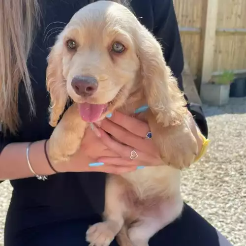 Cocker Spaniel Dog For Sale in Bexhill-on-Sea, East Sussex, England