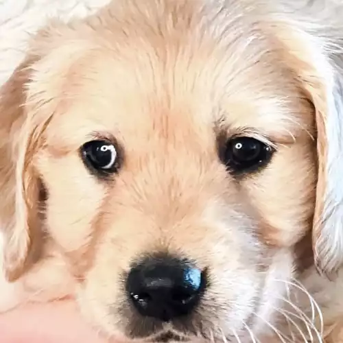 Golden Retriever Dog For Sale in Rochdale, Greater Manchester