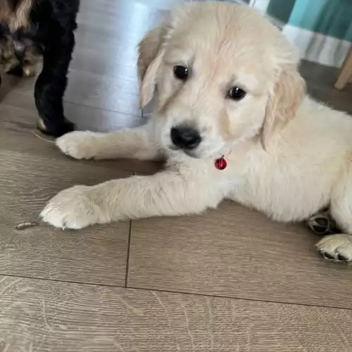 Golden Retriever Dog For Sale in London