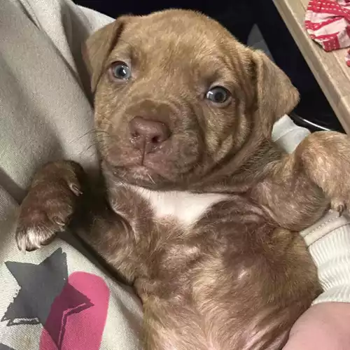 Staffordshire Bull Terrier Dog For Sale in Bradford