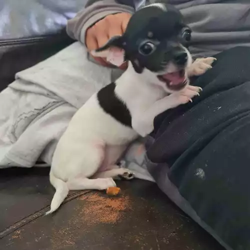 Chihuahua Dog For Sale in Bradford