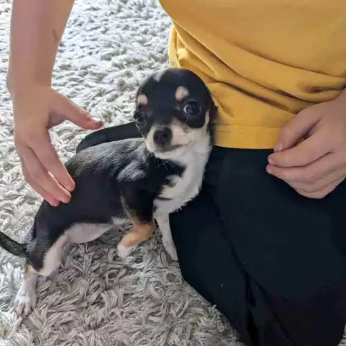 Chihuahua Dog For Sale in Bradford