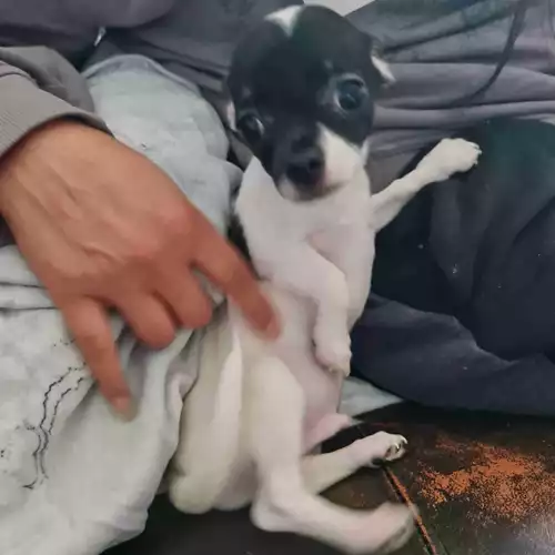 Chihuahua Dog For Sale in Bradford