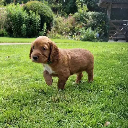 Cocker Spaniel Dog For Sale in Sidmouth, Devon, England