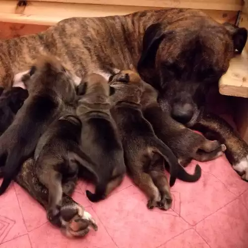 Cane Corso Dog For Sale in Sheerness, Kent