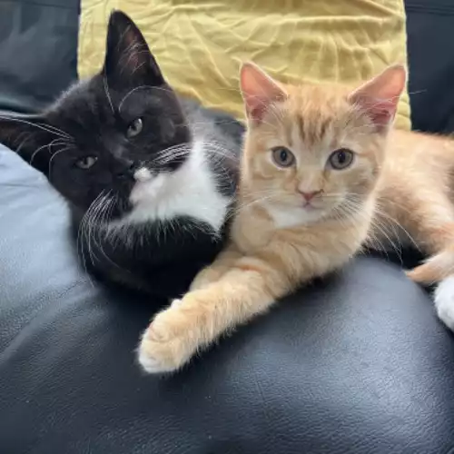 Turkish Angora Cat For Sale in Manchester