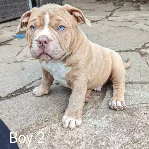 American Bully Dog For Sale in Coventry, West Midlands, England