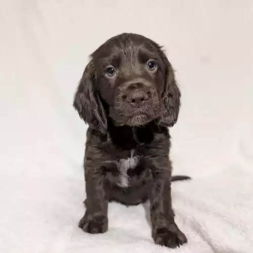 Cocker Spaniel Dog For Sale in Durham