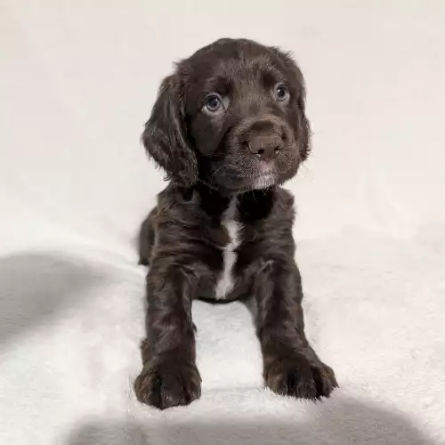 Cocker Spaniel Dog For Sale in Durham