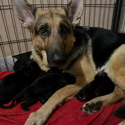 German Shepherd Dog For Sale in Oldbury, West Midlands