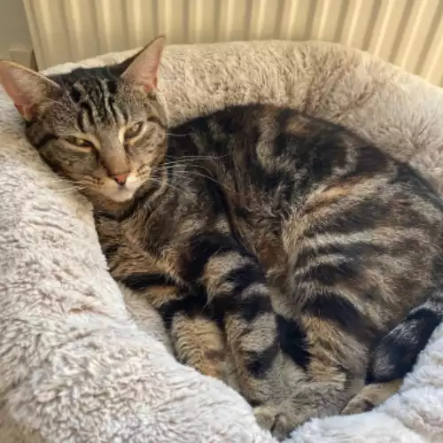 Domestic Shorthair Cat For Adoption in Beverley, East Riding of Yorkshire