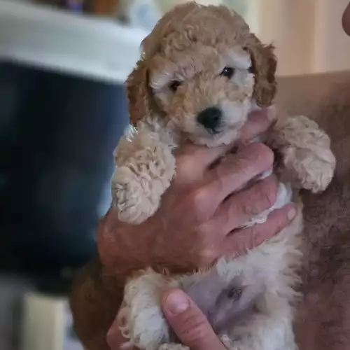 Toy Poodle Dog For Sale in Horsham, West Sussex, England