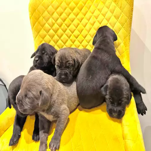 Cane Corso Dog For Sale in South Croydon, Greater London