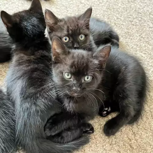 Domestic Shorthair Cat For Sale in Darlington, Durham, England