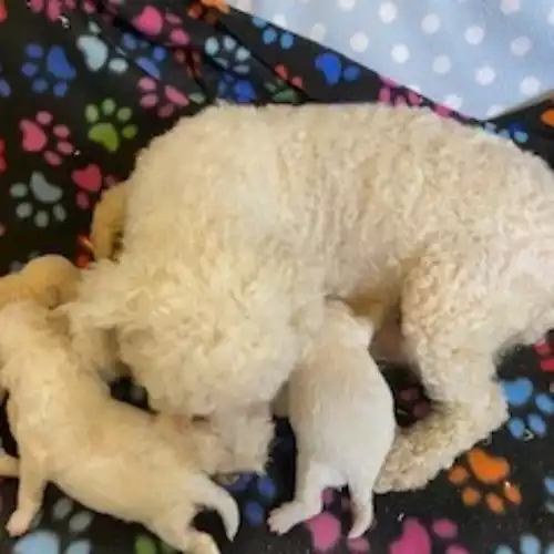 Poochon Dog For Sale in Blaenffos, Dyfed