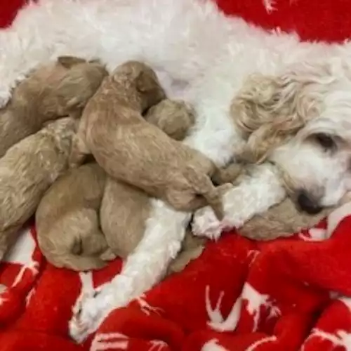 Cavapoo Dog For Sale in Blaenffos, Dyfed, Wales