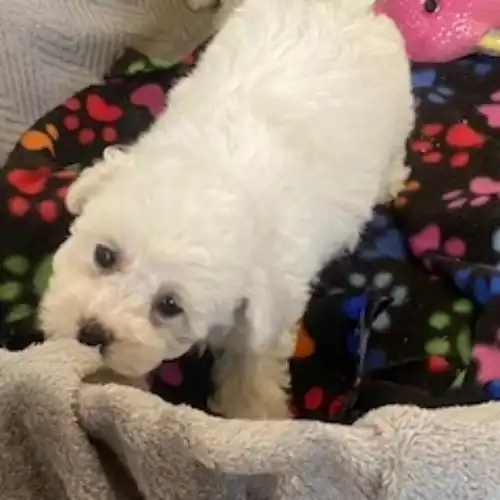 Poochon Dog For Sale in Blaenffos, Dyfed