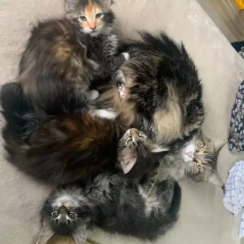 Maine Coon Cat For Sale in Charing Heath, Kent