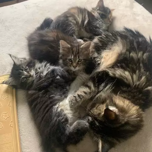 Maine Coon Cat For Sale in Charing Heath, Kent