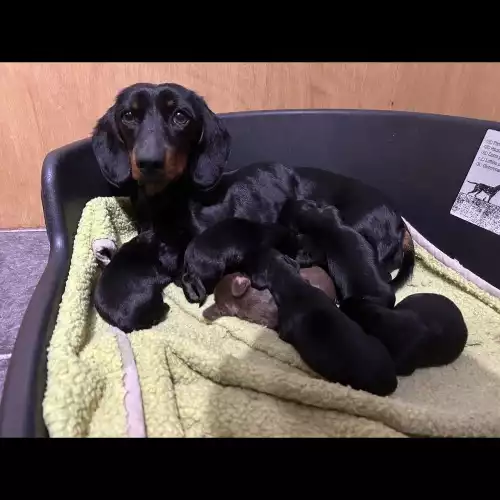 Miniature Dachshund Dog For Sale in Penrith, Cumbria