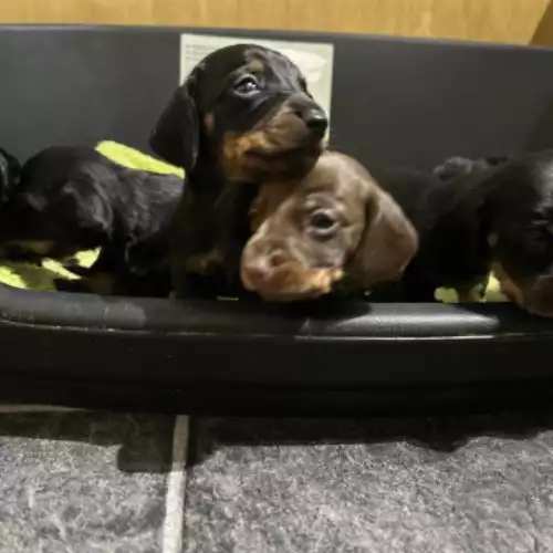 Miniature Dachshund Dog For Sale in Penrith, Cumbria