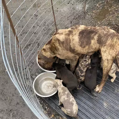 Lurcher Dog For Sale in York