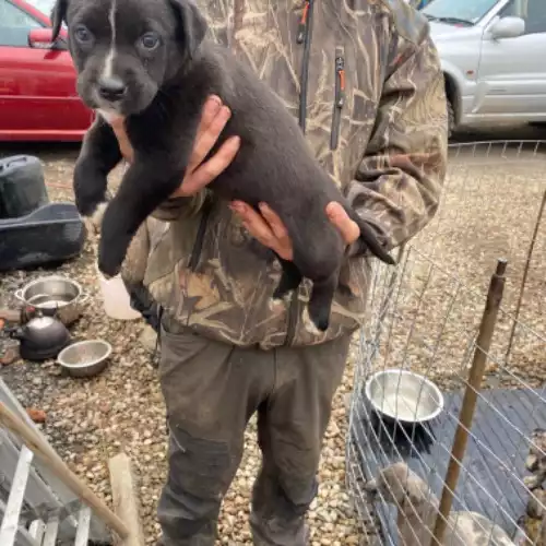 Lurcher Dog For Sale in York