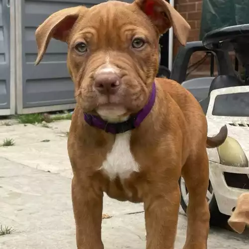 American Bully Dog For Sale in Cropwell Bishop, Nottinghamshire, England