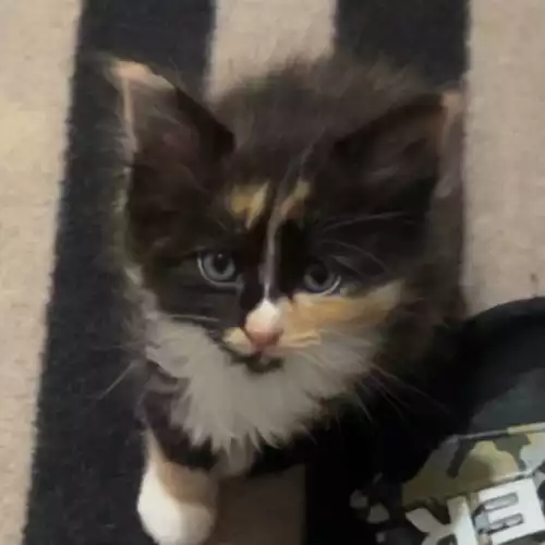 Domestic Shorthair Cat For Sale in Harlow, Essex